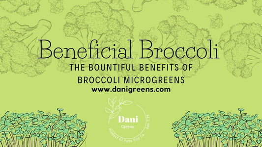 Beneficial Broccoli- The Bountiful Benefits of Broccoli Microgreens