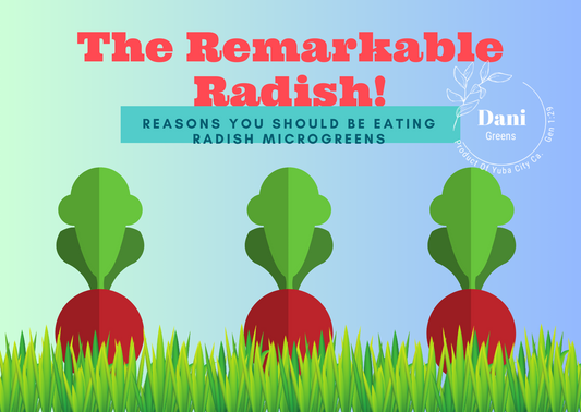 The Remarkable Radish! Reasons You Should Be Eating Radish Microgreens